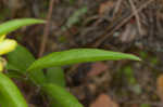 Lanceleaf loosestrife